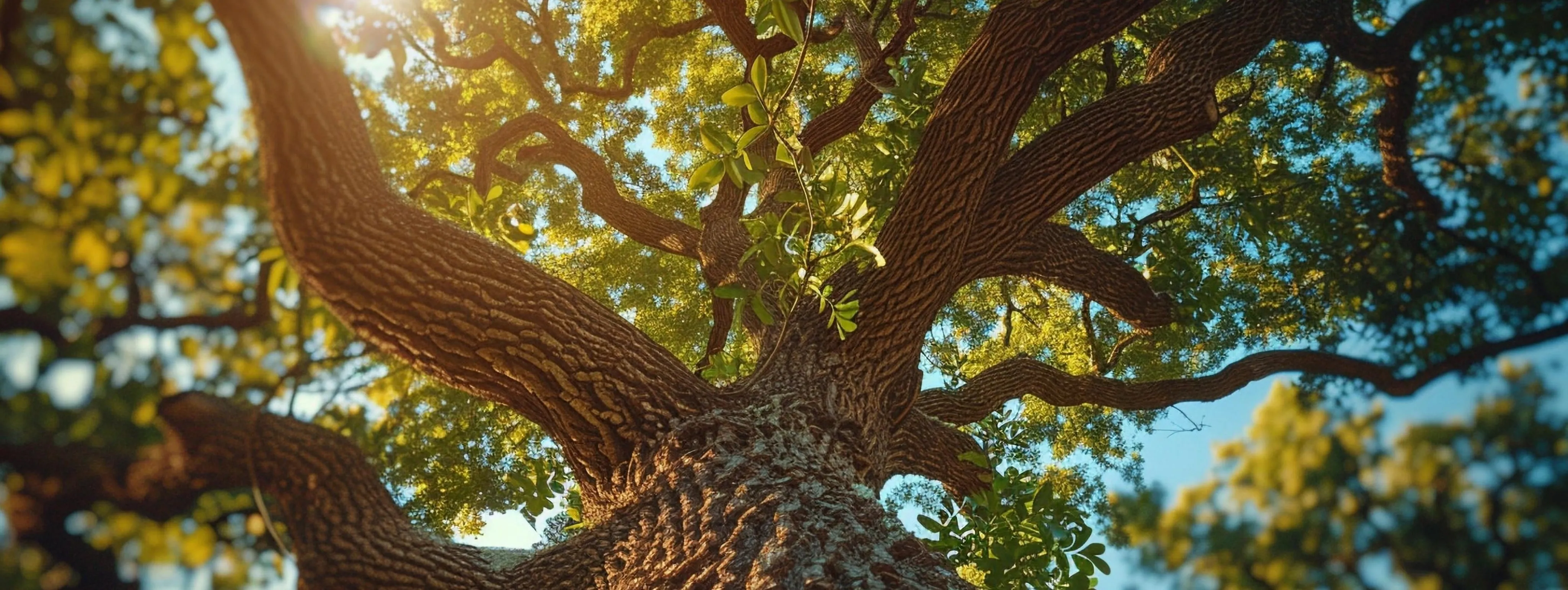 a big tree looking up from the base of the tree.